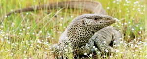 A Water Monitor showing undulatory movement  RiazCader