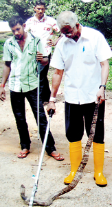 Mr. Perera shows how  to catch a a cobra