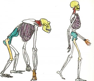 Comparison of changes in the skeleton in a gorilla and human