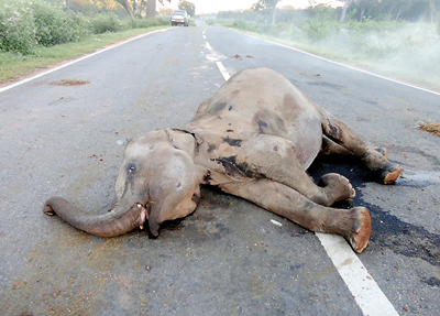 Big or small, no animal is spared  on Yala ‘killer-road’