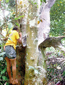 Investigations are being carried out regarding reports that a meteorite had fallen in a ball of flames on a Jak tree in  Walasmulla on Thursday, terrifying residents.