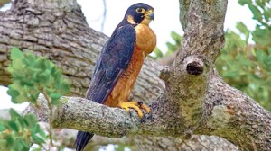 Shaheen’ the local resident race of the Peregrine Falcon in Sri Lanka.  Pic by LF