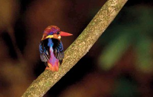 Oriental Dwarf Kingfisher also known as the Black-backed Kingfisher or Three-toed Kingfisher, the smallest in Sri Lanka.  Pic by HdeS