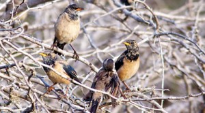 Rosy Starlings: A strong migrant that winters in India and tropical Asia. Pic by HdeS