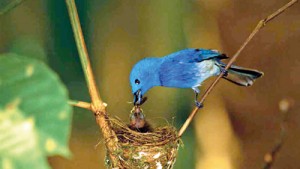 Black-naped Monarch Male feeding chicks. Pic by LF