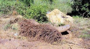Drought: Dry soil due to lack of ground water