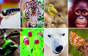 Biodiversity, the diversity of life