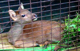 Island sanctuary for critically endangered Hog Deer