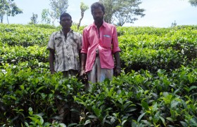 Crisis-hit Lankan tea industry needs re-engineering : Forbes report