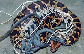 Habitat destruction drives Cobras, Pythons to the cities