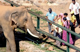 Feeding wild elephants is high-risk entertainment