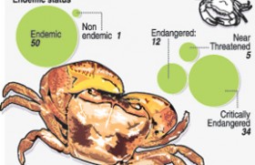 Endemic freshwater crabs under threat, need protection: Experts