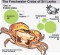 Endemic freshwater crabs under threat, need protection: Experts