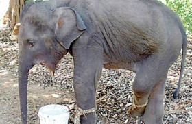 Hakka pataas set to become Elephant Killer No. 1
