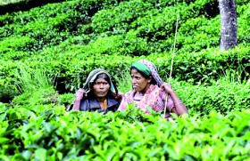 Recent Govt. decisions lead to ‘progressive decimation of the tea industry’ : CTTA