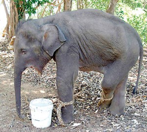 The baby jumbo suffering from hakka pataas injuries