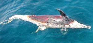 Dolphins are frequent casualties of illegal fishing methods