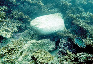 A sandbag used for a Laila net dropped among shallow corals