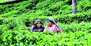 File pic of tea workers.