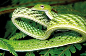 Sri Lanka, home to new snake species Sri Lanka, home to new snake species