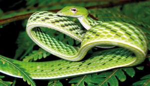 Ahaetulla nasuta - Green vine snake (Ahatulla). Pic by Dushantha Kandambi
