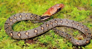 Balanophis ceylonensis - Sri Lanka keelback- (Nihaluwa). Pic by Dushantha Kandambi