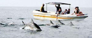 Numbers of friendly Dolphins frolic around a boat carrying tourists