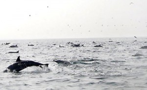 A pod of dolphins racing behind a boat Roy Priyantha: Roy Priyantha said area residents were totally against the slaughter of these delightful and friendly mammals