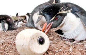 A penguin nursery, secretly filmed  with  cameras inside fake birds