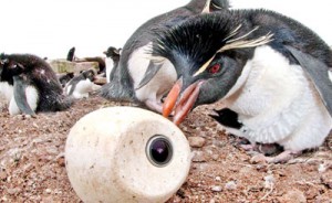 A chick's-eye view: The team released camera 'eggs' into the penguin colony