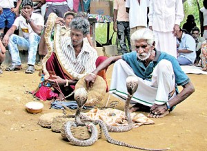 Two gypsy men with their collection of snakes