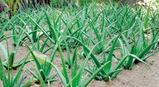 Aloe vera: The wonder plant to save Puttalam lagoon