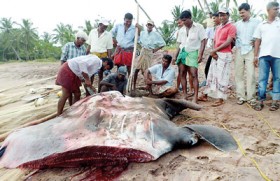 Manta ray struggles for survival