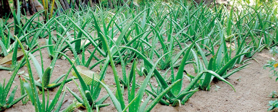 Aloe vera: The wonder plant to save Puttalam lagoon