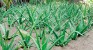 Aloe vera: The wonder plant to save Puttalam lagoon