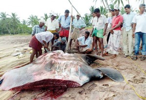 “Maduwa”, or manta ray, that was netted last week by fishermen in Welipatanwila, Ambalanthota, on the South coast