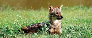 Basking in the sun: Grey tailed fox at Yala