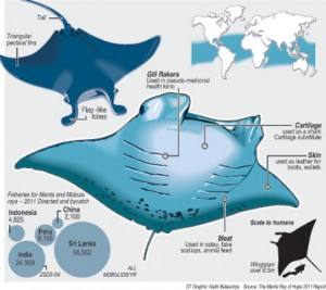 Manta-ray