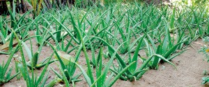 Aloe vera cultivation in Kalpitiya. Pic by Kumudini Ekaratne, courtesy IUCN