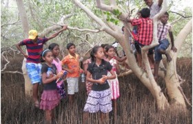 Mangrove Rangers in Kokilai – Students gain an insight in to mangrove ecosystems