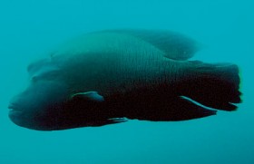 Spear-fishing threatens Giant Coral Fish