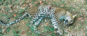 A leopard run over by a speeding vehicle in Yala national park.  (Pic courtesy Spencer Manuelpillai)