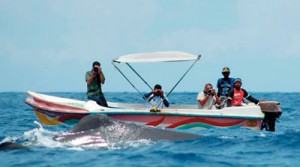 A small boat far too close to a whale in Kalpitiya, another popular spot for  whale and dolphin watching