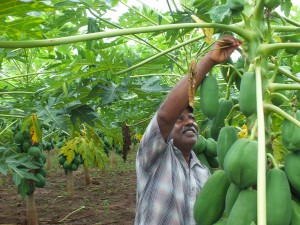 Papaya grower  in Vavuniya North cleaning the trees