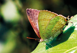 Red spot butterfly