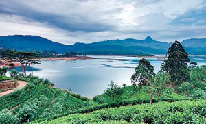 Sri Pada in the distance, seen from a tea plantation