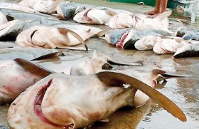 Lanka urged to vote for sharks, manta rays