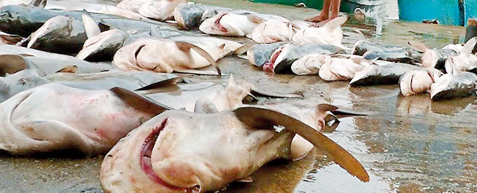 Lanka urged to vote for sharks, manta rays