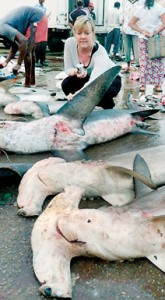 Hammerheads sharks caught in Negombo