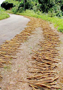 A common sight along the  Kukule-Molkawa road